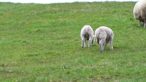 two cute lambs on green meadow