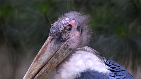 the close up look of a marabou stork, looking ill and molting - close up