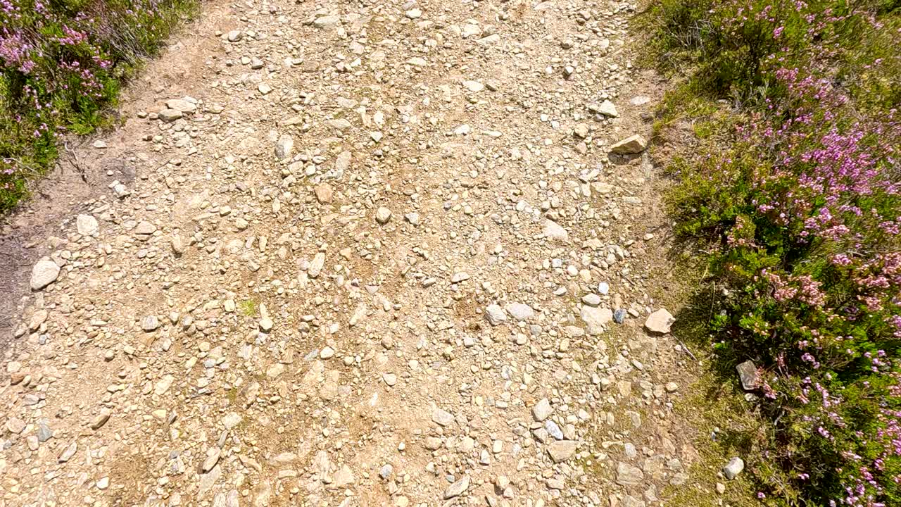 A handheld camera moves over a rocky path bordered by blooming heather under bright daylight in Glen Clova, Scotland, capturing natural textures and subtle motion