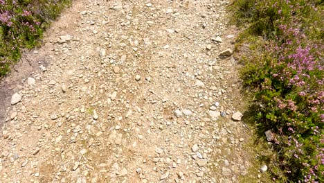 a handheld camera moves over a rocky path bordered by blooming heather under bright daylight in glen clova, scotland, capturing natural textures and subtle motion