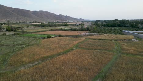 cultivating wheat