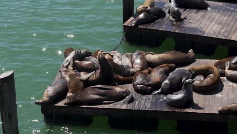 Bandada-De-Focas-Tomando-El-Sol-En-Flotadores-De-Madera-En-El-Sol-De-California,-San-Francisco,-Ee.uu.