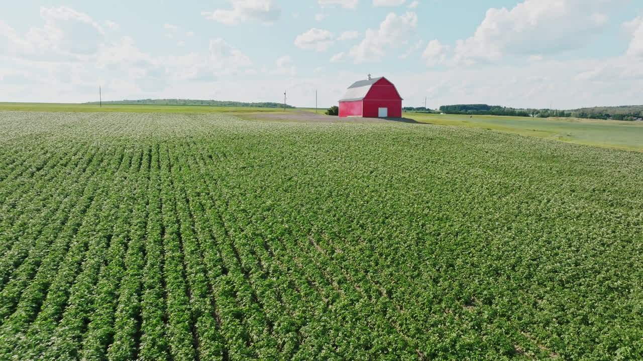 Drone Push Forward of Traditional Red Barn with Crop Rows in Foreground