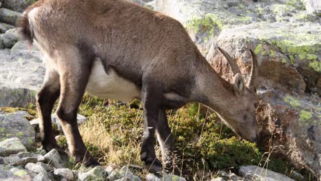 alpine ibex browsing in french alps - close-up