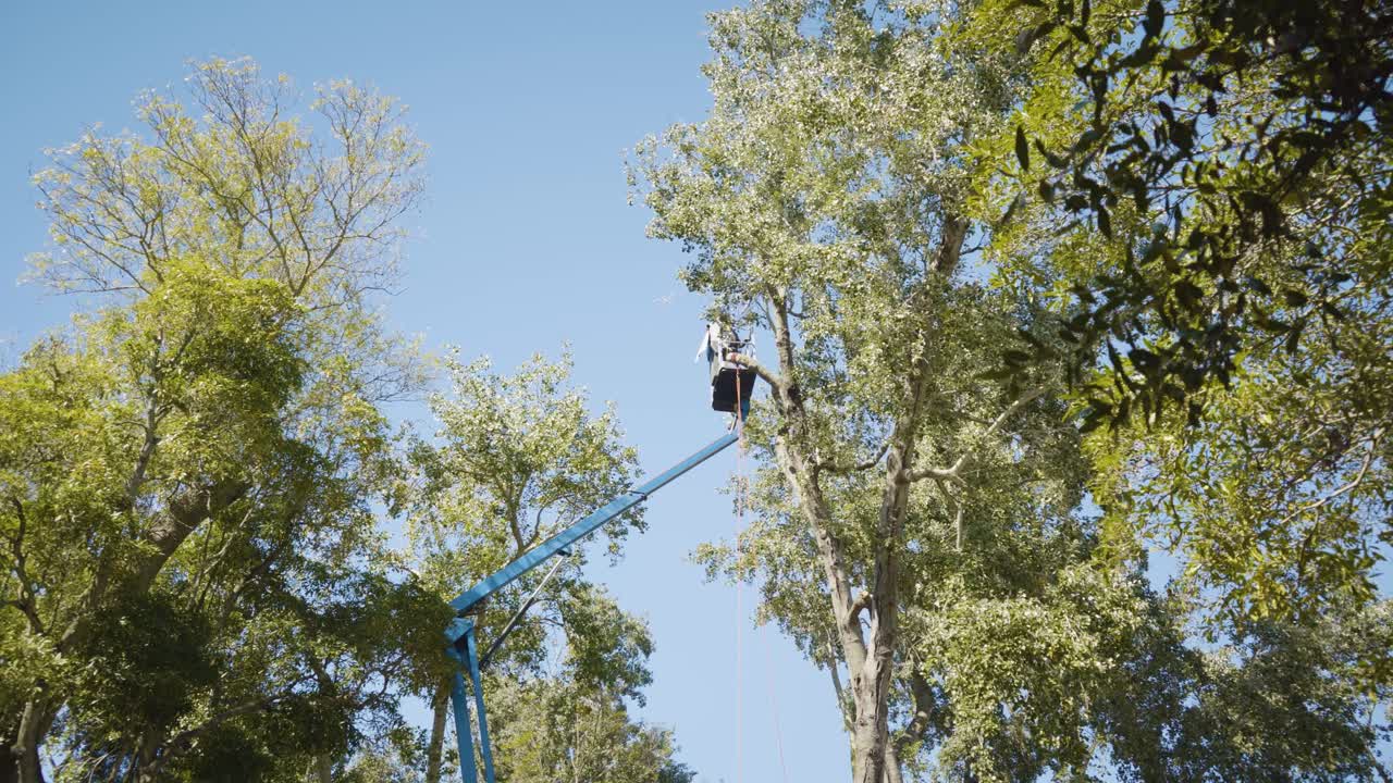 hombre en un elevador de pluma preparándose para cortar un árbol