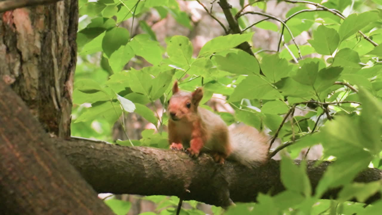Brown squirrel perched on tree branch observing surroundings before jumping higher into tree, surrounded by lush green forest leaves, capturing wildlife behavior and natural woodland habitat