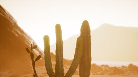 Atardecer-En-El-Desierto-De-Arizona-Con-Cactus-Saguaro-Gigante