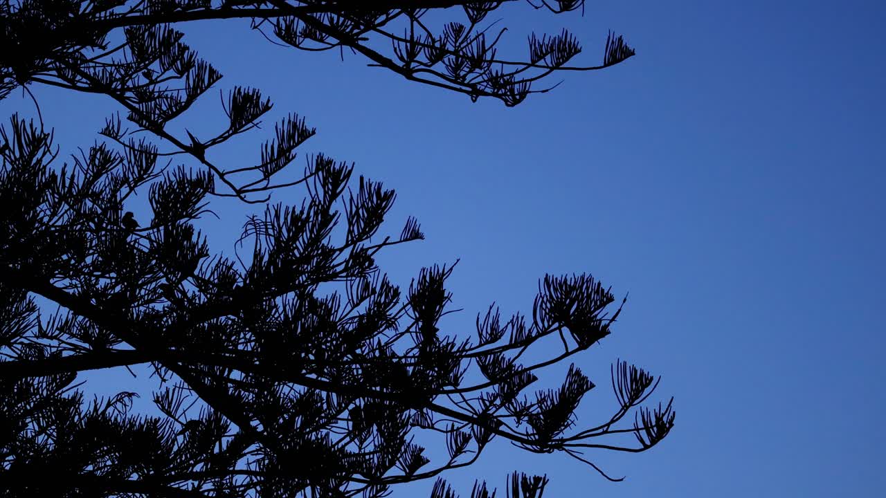 저녁 하늘 을 배경 으로 한 소나무 가지 들 의 정적 한 모습
