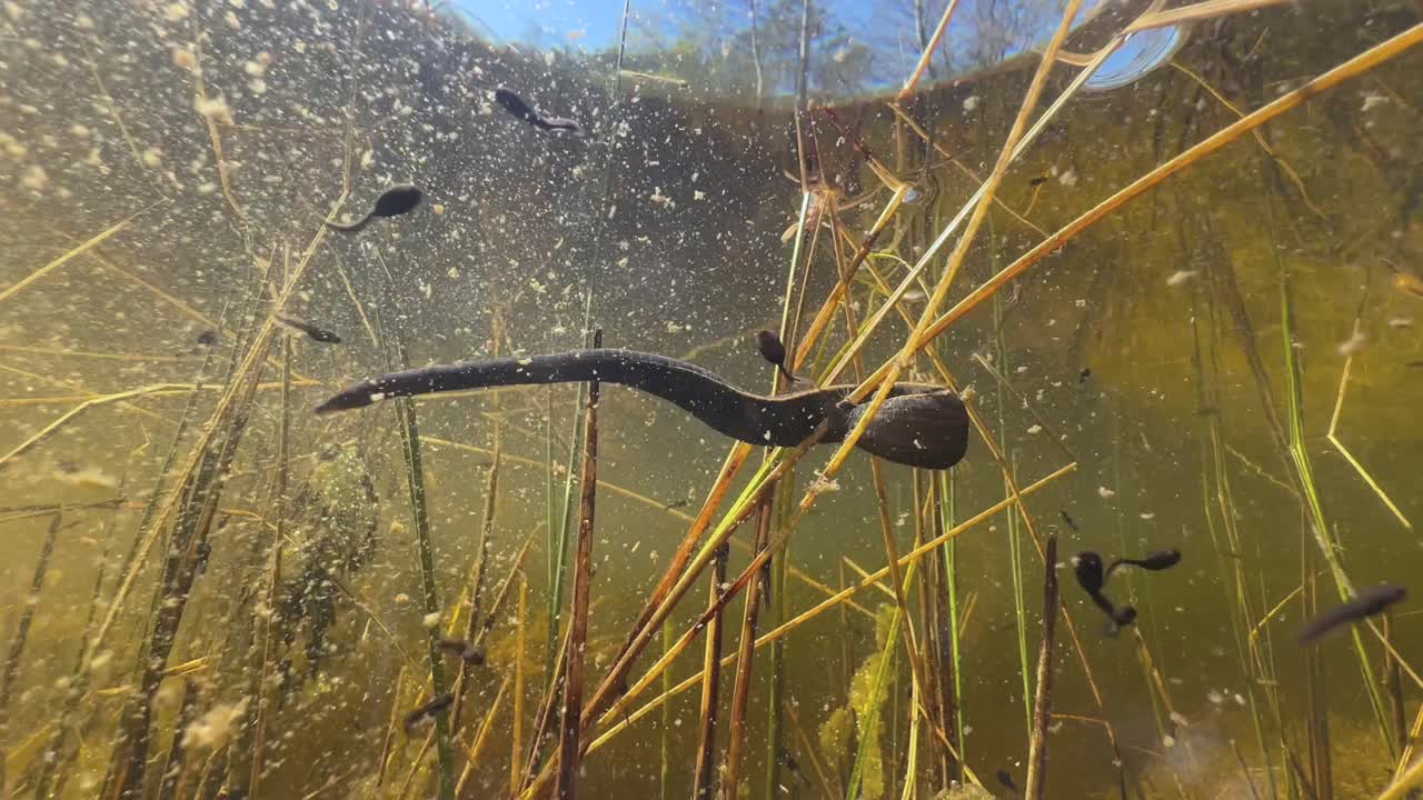 Close up of European medicinal leech (Hirudo medicinalis) on an aquatic plant in the pond, underwater shot, Estonia.