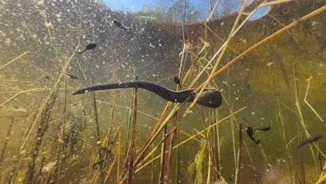 close up of european medicinal leech (hirudo medicinalis) on an aquatic plant in the pond, underwater shot, estonia.
