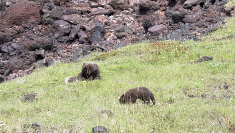 two polar foxes in national park, sniffing and exploring green area in distance