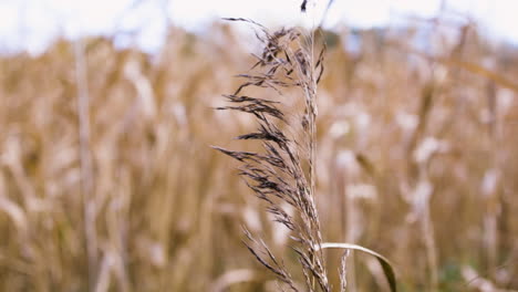 Zeitlupen-Nahaufnahme-Eines-Goldenen-Grashalms-Mit-Bokeh-Hintergrund