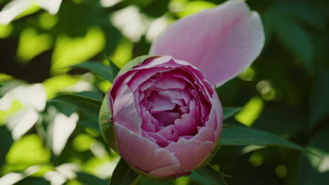 a pink peony bud about to bloom