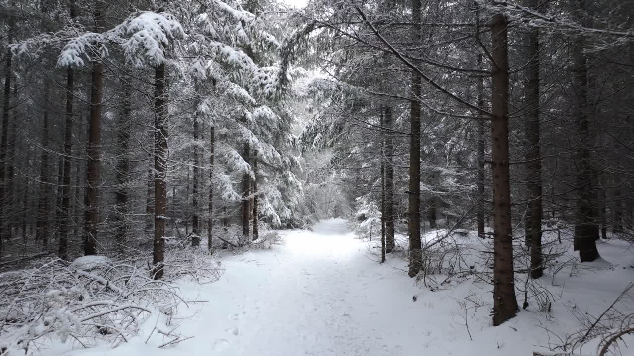 Walking along a snowy path in winter forest with high conifers. Calm outdoor scene surrounded by tall trees and snow