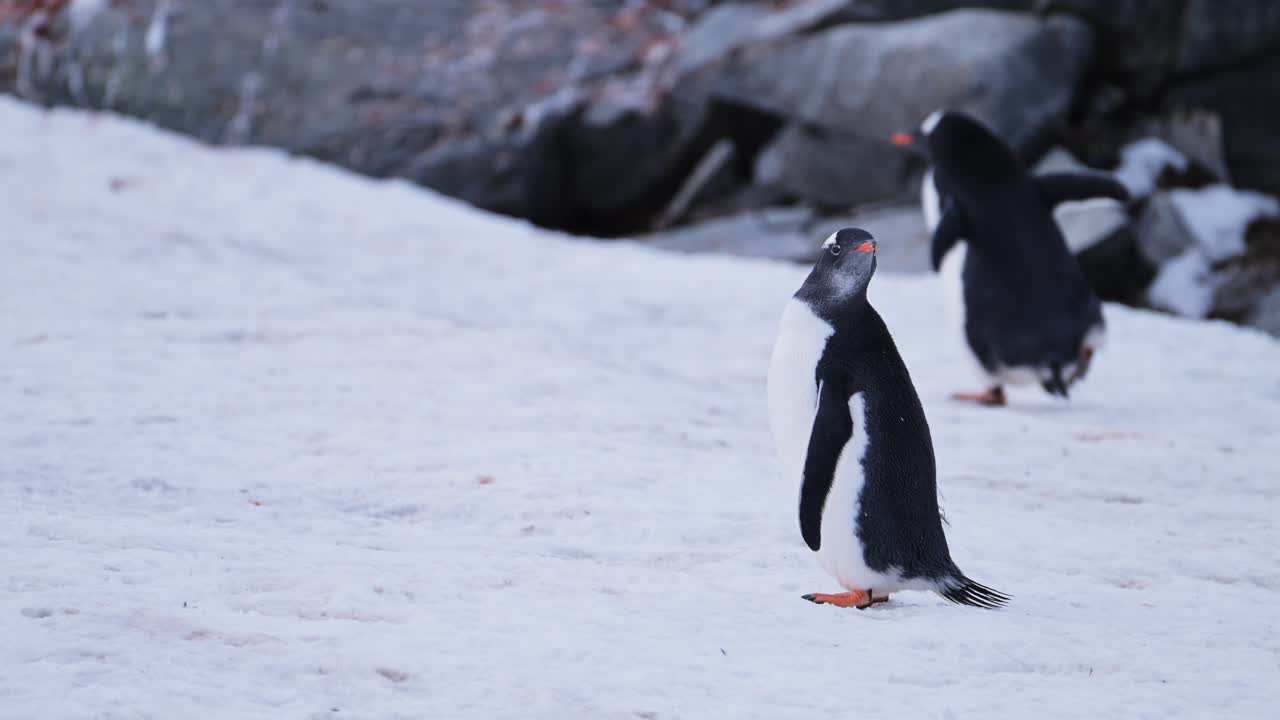 Penguin Portrait Low Angle Shot on Snow in Antarctica, Gentoo Penguin on Wildlife and Animals Vacation in Antarctic Peninsula, Beautiful Cute Bird in Snowy Conservation Area in Cold Winter Scenery