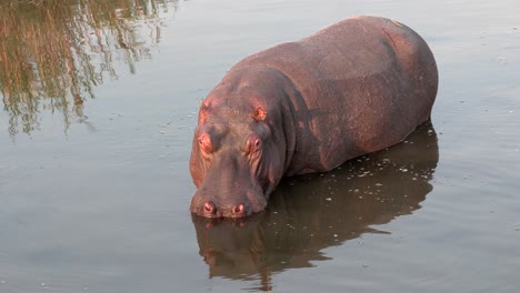 Un-Gran-Hipopótamo-Parado-En-Un-Pozo-De-Agua.