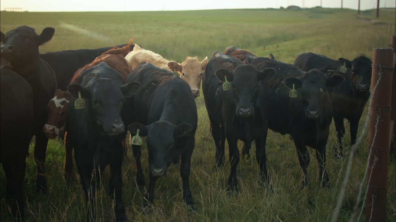 Closeup of a herd of cows in a field of green grass on a farm during evening sunset.