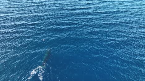 feliz cría de ballena saltando siguiendo a mamá en los cálidos criaderos protegidos de maui