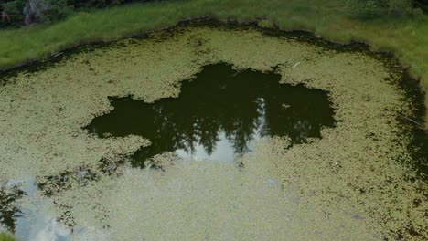 algae swampy stagnant water pond in forest, rising aerial view