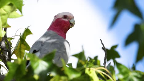 la cacatúa galah observando los alrededores desde el árbol