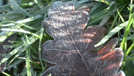 Eichenblatt-An-Einem-Frostigen-Tag