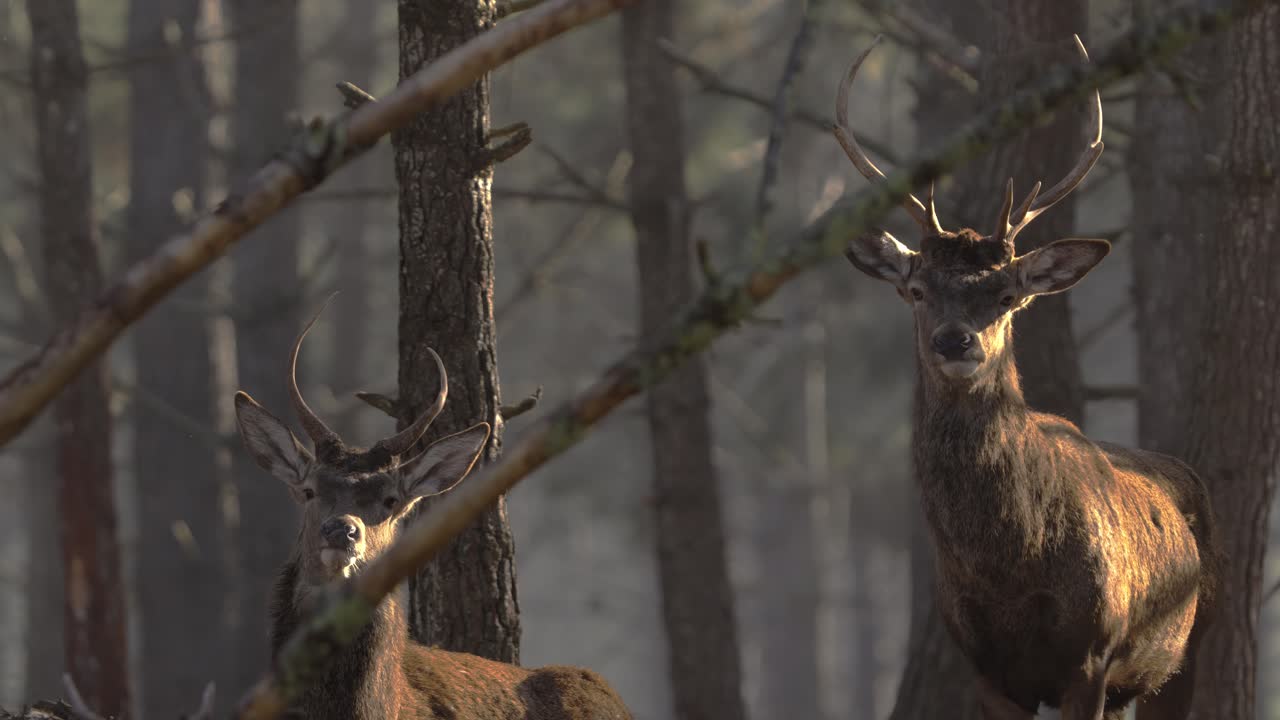 Due cervi rossi nella foresta che guardano la fotocamera, ritratto frontale, fauna selvatica in Portogallo