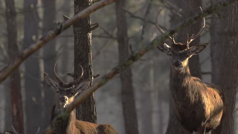 two red deers in forest looking to camera, front portrait, wild life in portugal