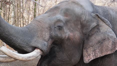 elefante asiático grande con la boca abierta ondea el tronco de un lado a otro en el zoológico
