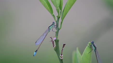 Macro-of-2-damselflies-standing-on-a-recently-planted-orange-tree-on-a-windy-day-in-Florida