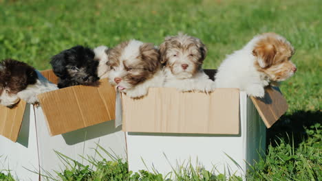 puppies in boxes