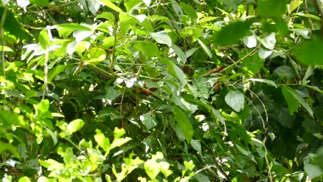 Birds-Nestled-and-Hiding-in-Bush-on-Tropical-Island-of-Costa-Rica,-Static