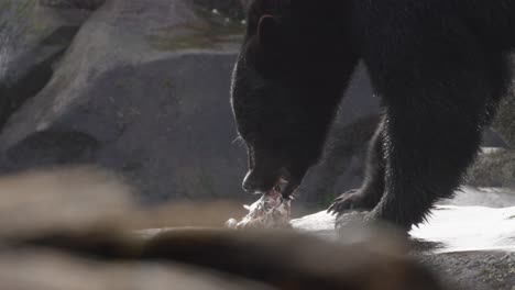 cerca de oso negro comiendo salmón en una roca cerca de un arroyo