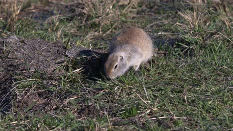 Prairie-dog-ground-squirrel-stares-at-camera-while-eating-green-grass