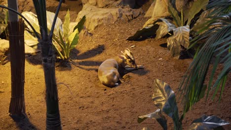 Cerrar-Vista-De-Un-Ciervo-Muntjac-Comiendo