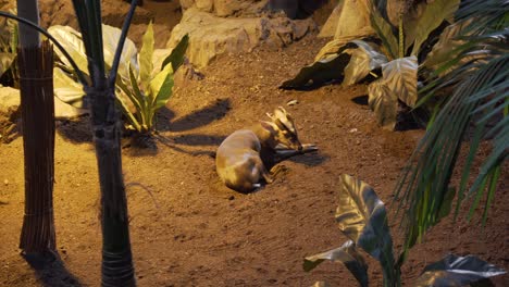 vista cercana de un ciervo muntjac comiendo