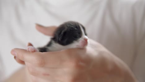 hands hold a black and white kitten