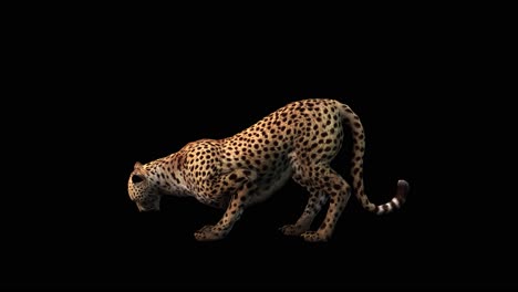 a cheetah eating on black background with alpha channel included at the end of the video, 3d animation, side view, animated animals, seamless loop animation