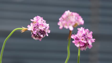 pink flowers gently swaying in the breeze