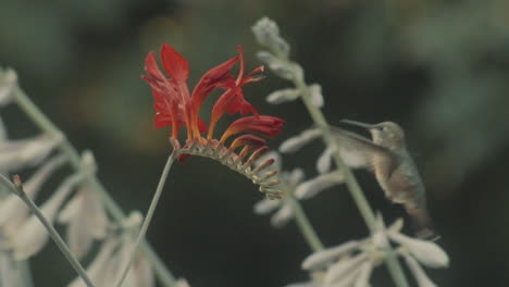colibrí volando y chupando néctar de flores rojas y luego desaparece