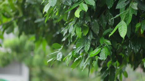 lush green leaves glistening with gentle rain