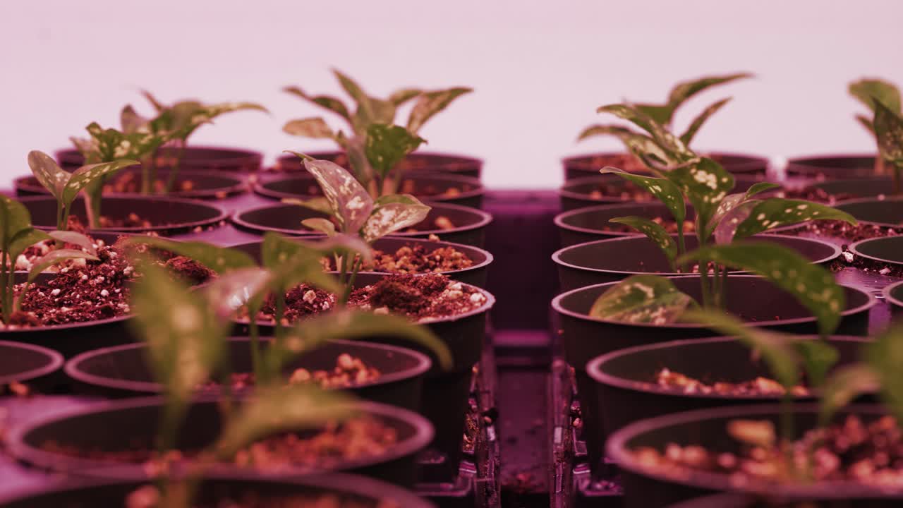 4 인치 비로 가득 찬 트레이에 금색 포토스가 있습니다.