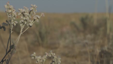 dry desert rocky grassland landscape. dry brush in the fg with an out of focus bg