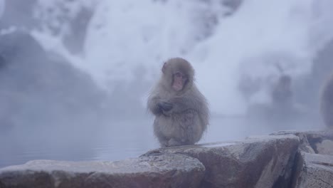 baby snow monkey sitting on edge of hot spring, jigokudani, nagano