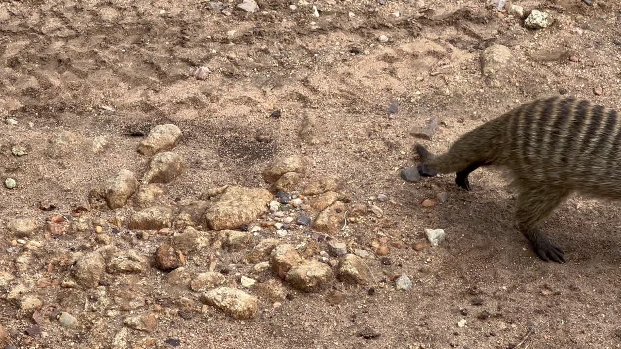 Banded mongoose (Mungos mungo) in Serengeti National Park in Tanzania.