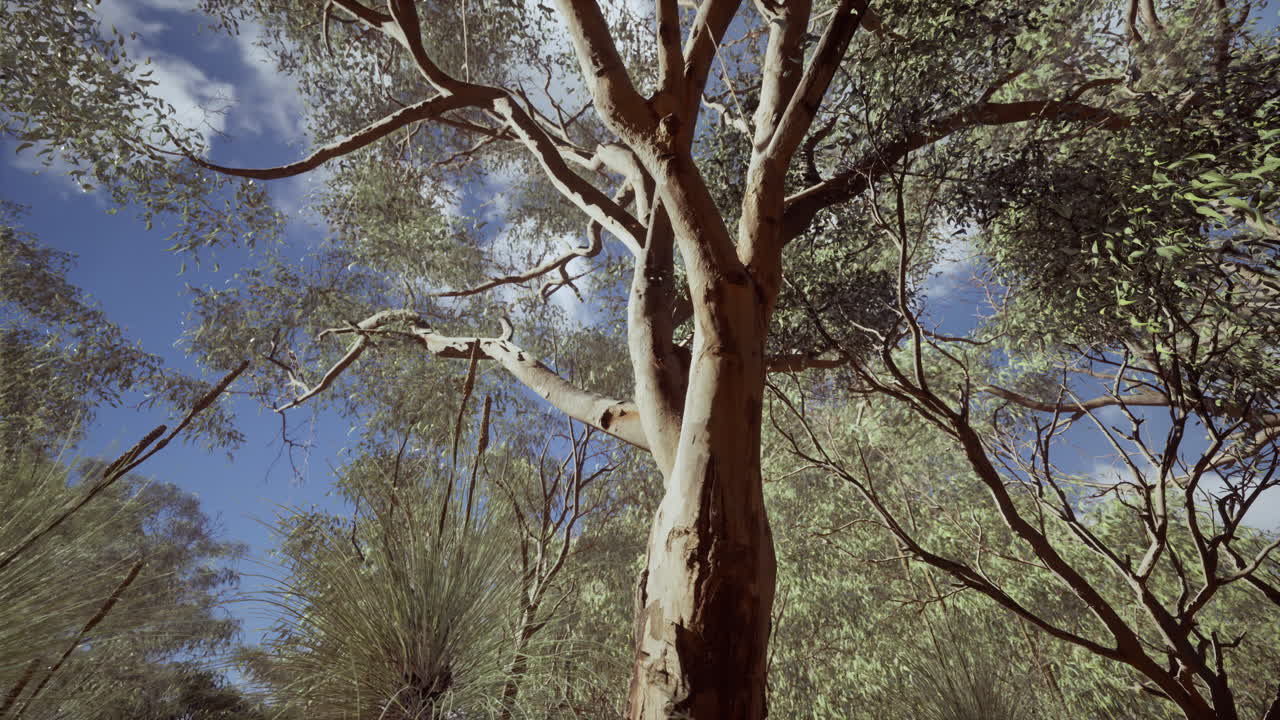 eucalipto en el centro rojo de australia