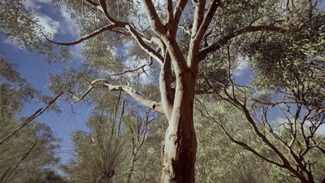 Eucalipto-En-El-Centro-Rojo-De-Australia