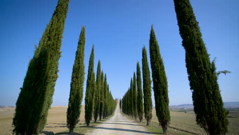 Fila-De-Cipreses-A-Lo-Largo-De-La-Carretera-De-Toscana---Punto-De-Vista-Del-Conductor