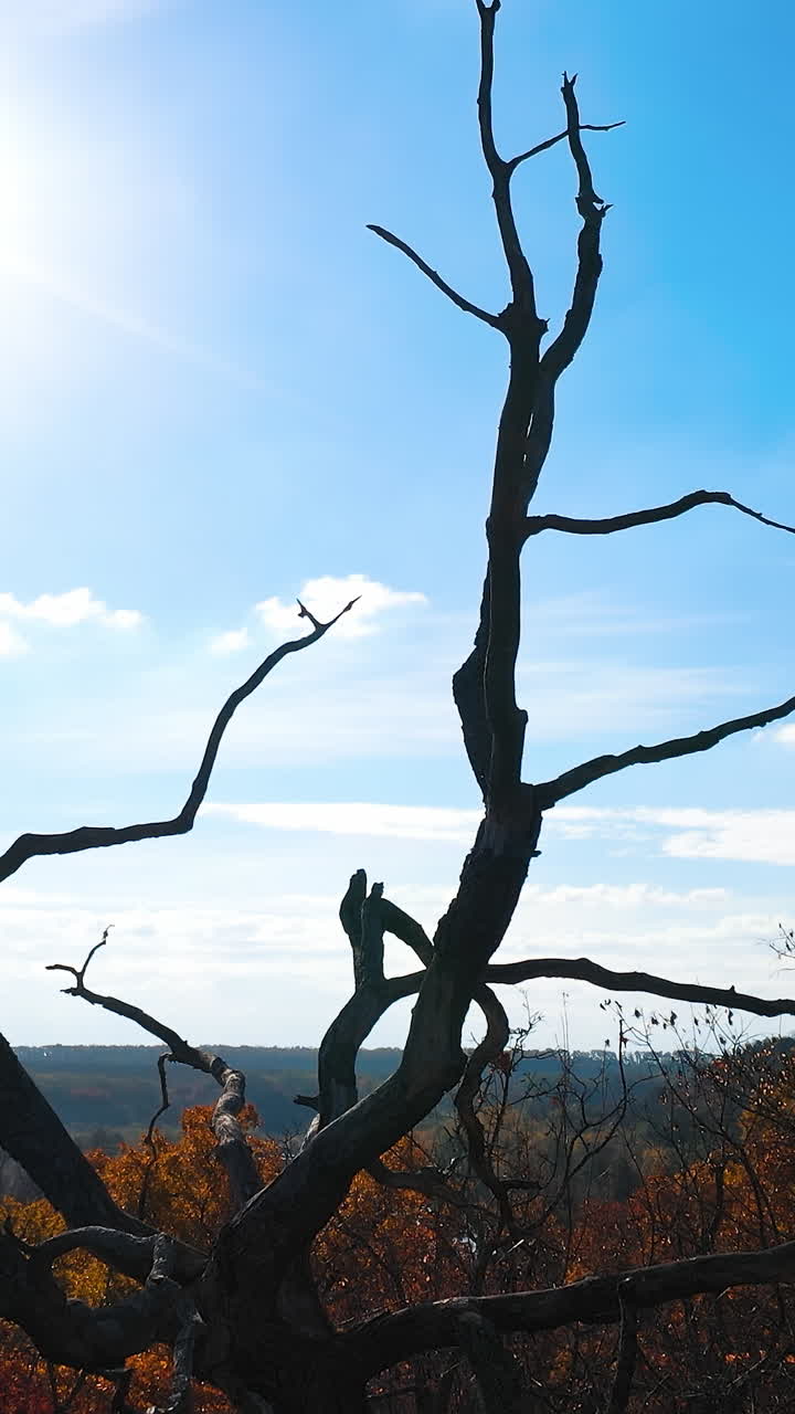 Autumn seasonal nature landscapes. Beautiful natural forest tree landscapes