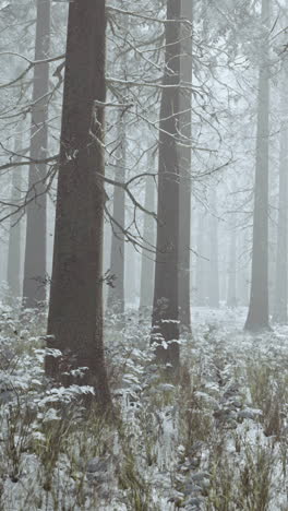 snowy forest with fog