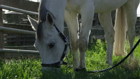 Large-white-horse-eating-green-grass-in-slow-mo